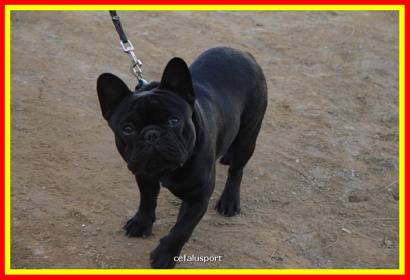 180311 mostra_canina 106.jpg